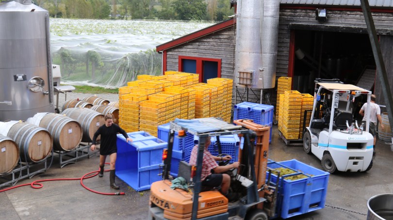 Staff busy at work in the Neudorf winery in New Zealand.
