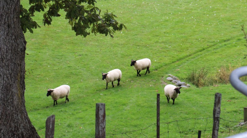 Sheep at Neudorf vineyards in New Zealand.