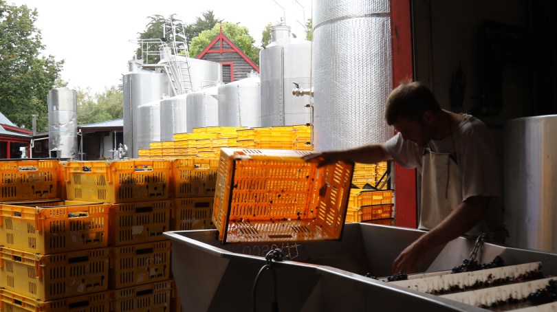 Neudorf winery at work in Nelson, New Zealand.