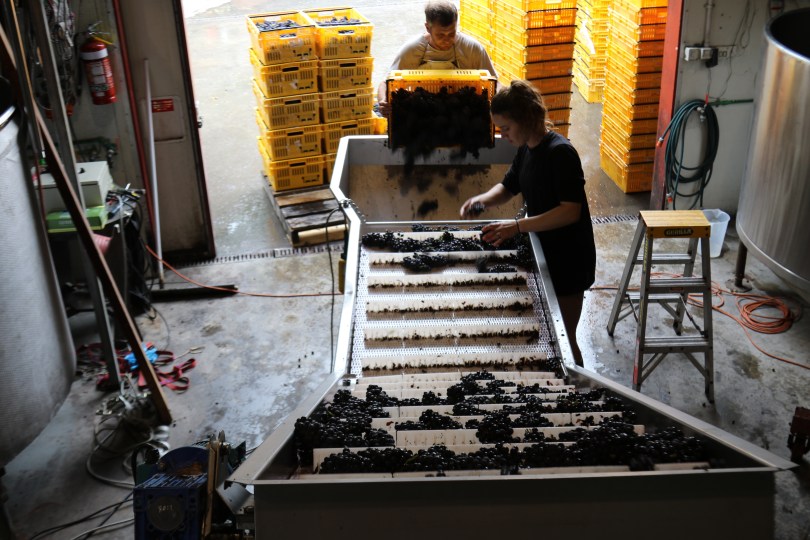 Sorting grapes at Neudorf winery in Nelson New Zealand.