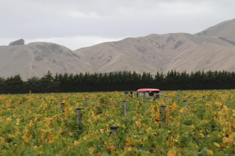 Escarpment vineyard at Martinborough in New Zealand.