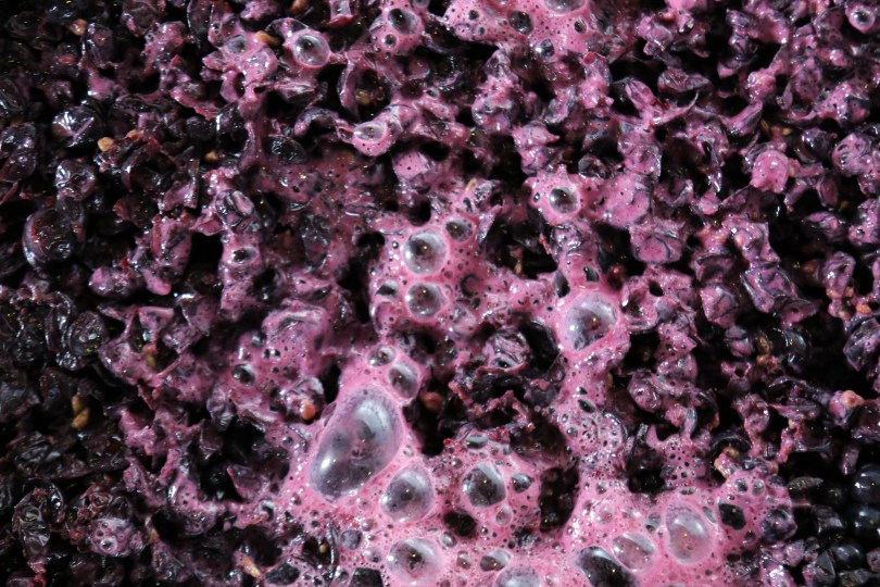 Fermenting Pinot Noir at Escarpment in New Zealand.