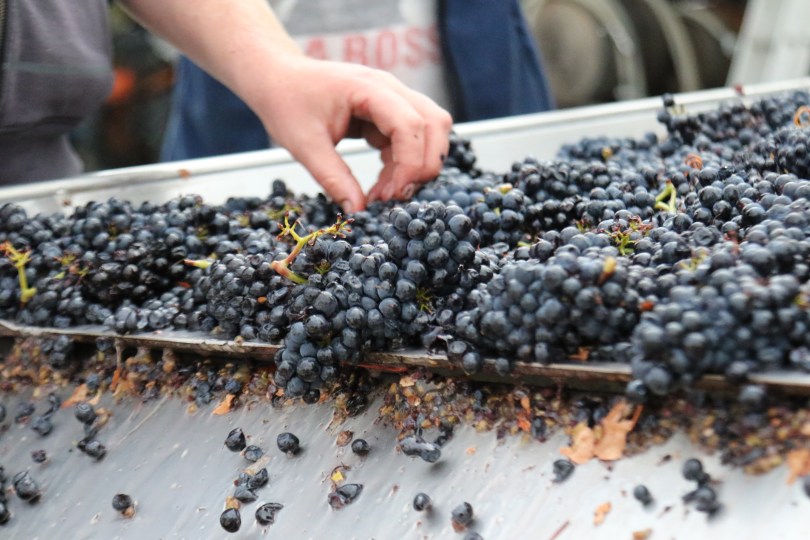 Pinot Noir on the sorting table at Escarpment in Martinborough New Zealand.
