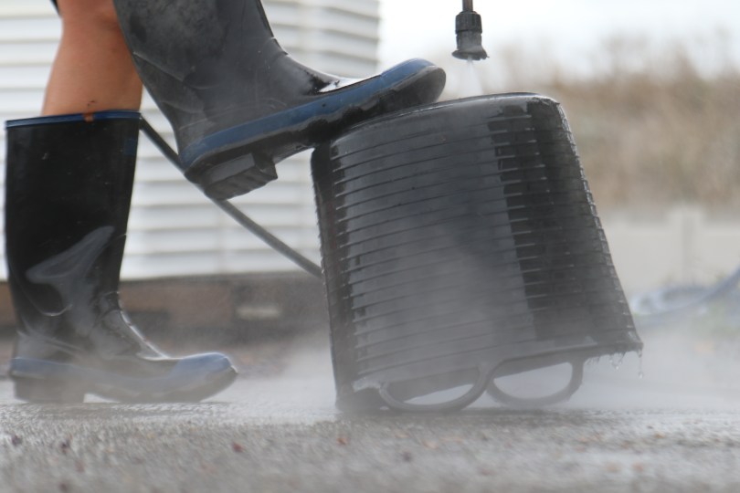 Wellington boots and a bucket in action at the Escarpment winery in Martinborough, New Zealand.