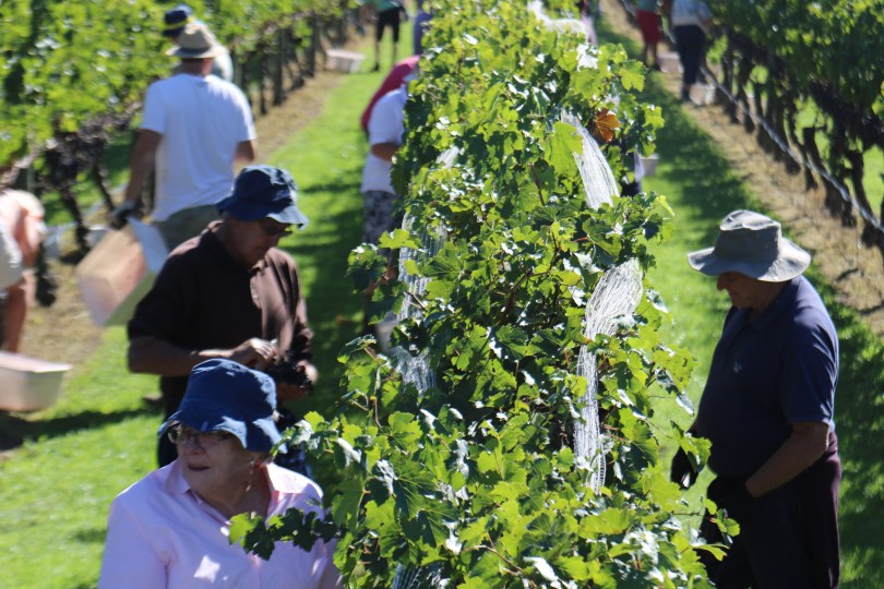 Harvesting at Te Mata in New Zealand during the 2016 vintage. Vintage Sixteen.