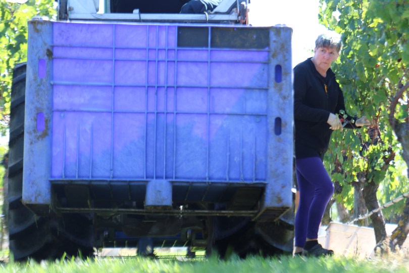 Staff working at Te Mata in New Zealand.