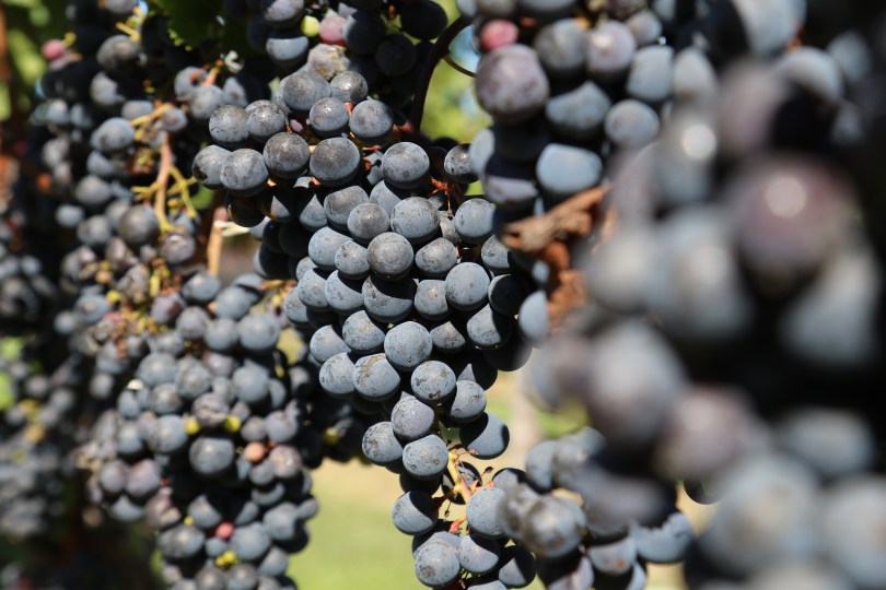 Red grapes on the vine about to be harvested at Te Mata in New Zealand.