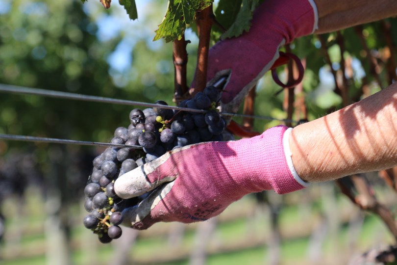 Picking grapes at Te Mata in New Zealand.