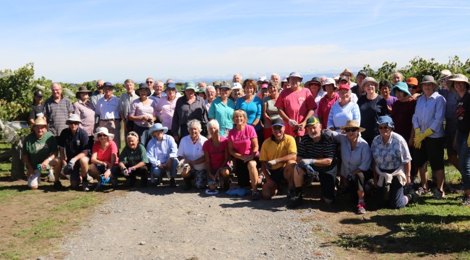 The Te Mata grape picking team pausing for lunch and a photo in New Zealand.