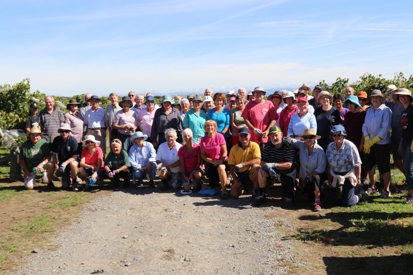 The Te Mata grape picking team pausing for lunch and a photo in New Zealand.