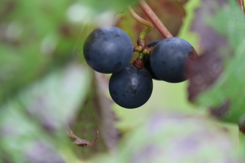 Malbec grapes at Millton Vineyards in New Zealand.
