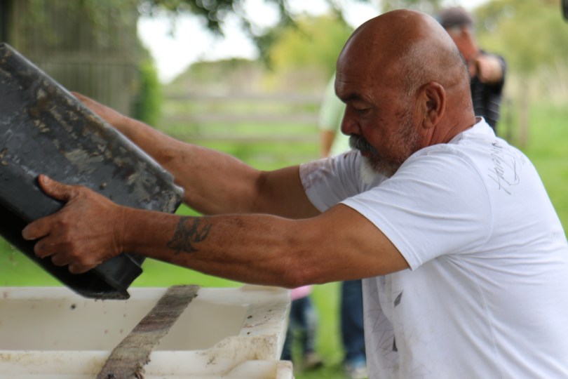 Staff harvest grapes at Millton organic vineyards in Gisborne New Zealand.