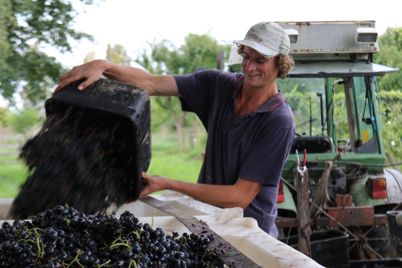 Emptying the grapes during the 2016 harvest at Millton Vineyards in Gisborne New Zealand.