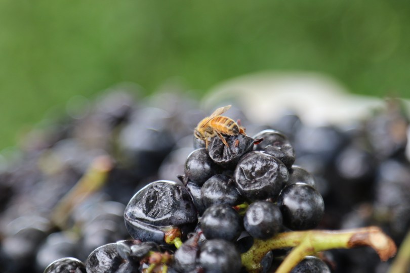 A wasp sitting on and enjoying the Malbec grapes at Millton Organic Vineyards in Gisborne New Zealand.