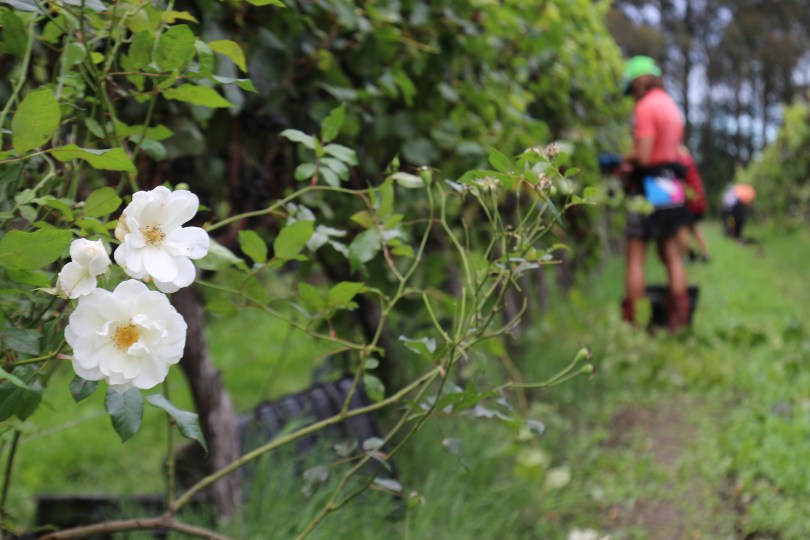 White flowers and workers harvesting grapes at Millton Vineyards in Gisborne New Zealand.