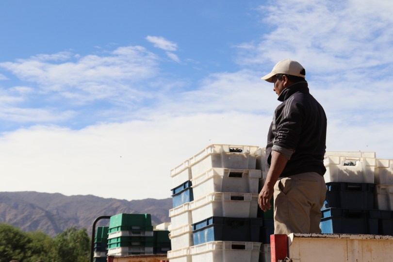 A worker awaits more grapes to stack onto the lorry during the 2016 harvest at Bodega Colome. Vintage Sixteen.