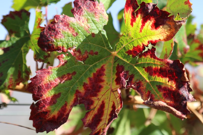 Colourful vine leaves at Bodega Colome in Argentina.