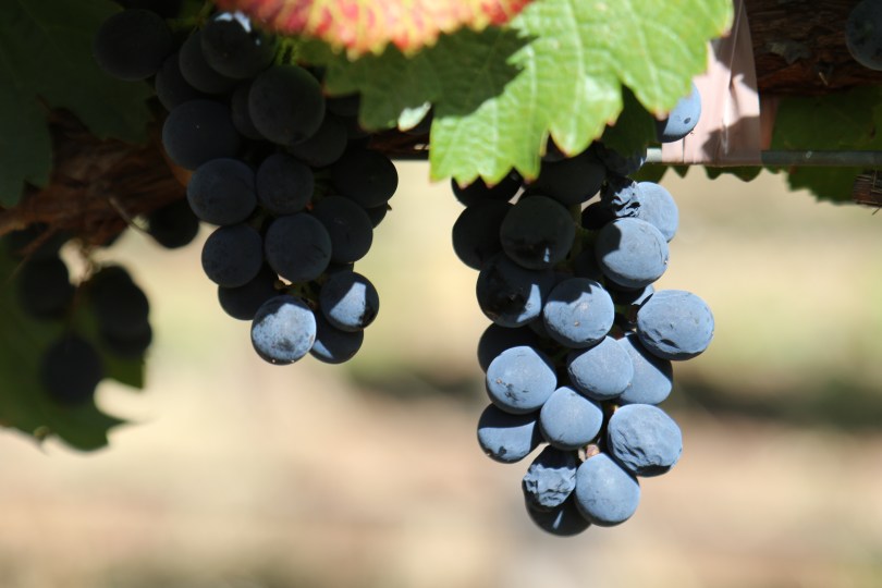 Grapes at Bodega Colome in Argentina.