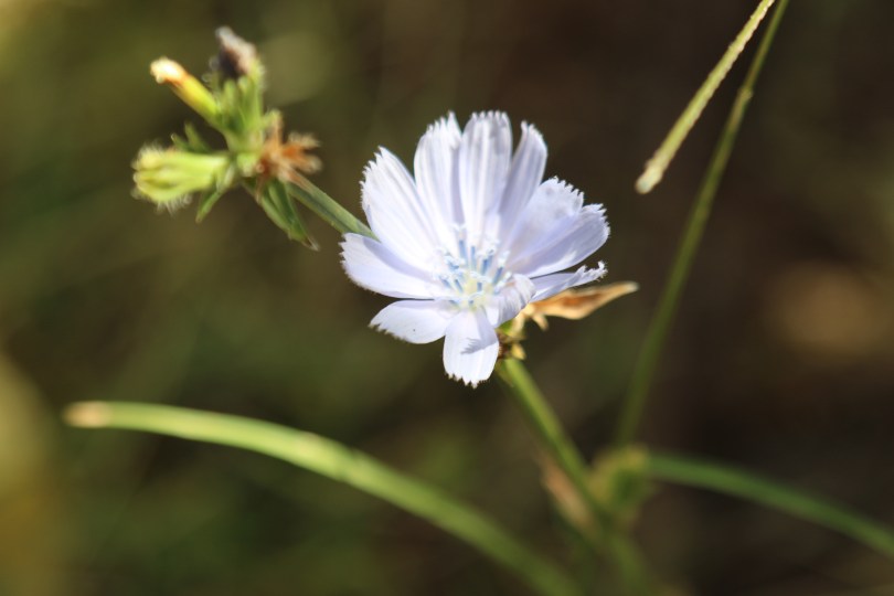 A lone flower in the vineyard at Bodega Colome in the Salta region of Argentina.