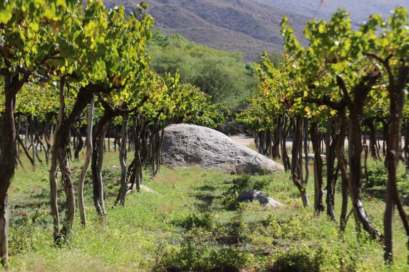 A huge rock in the vineyard at Bodega Colome in the Salta region of Argentina.