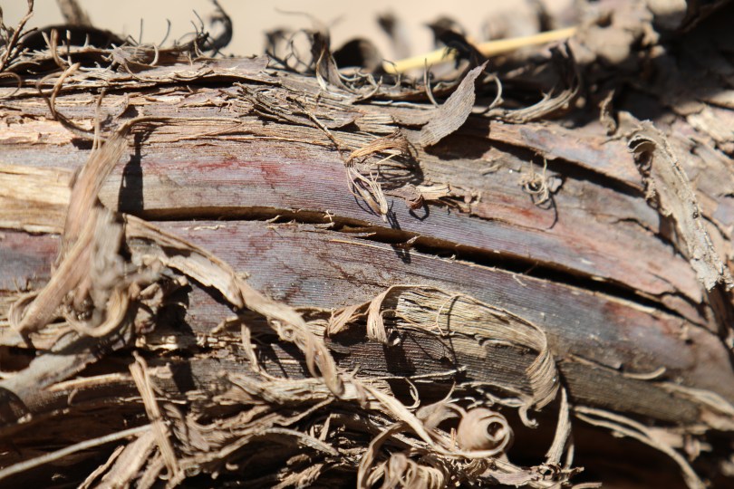 Dry old vines in the vineyard at Bodega Colome in the Salta region of Argentina.