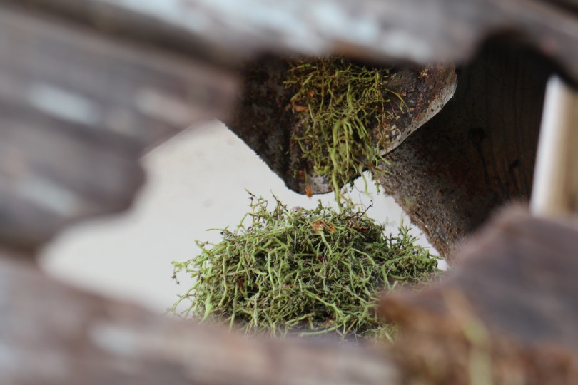 Grape stalks falling into the truck at Bodegas Borbore in Argentina.