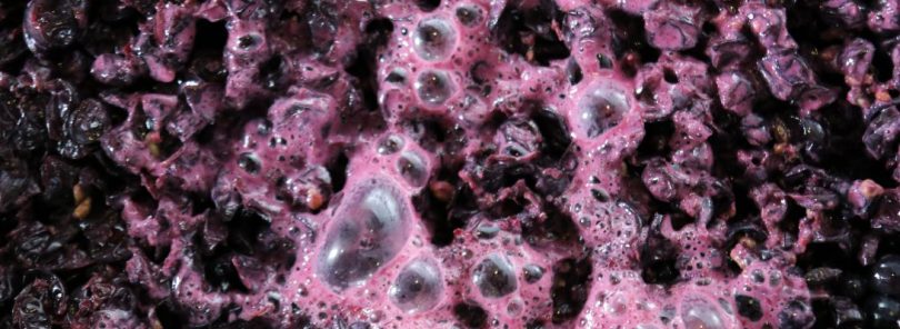 Fermenting red wine. Montager Productions. Around the world in 80 wines.