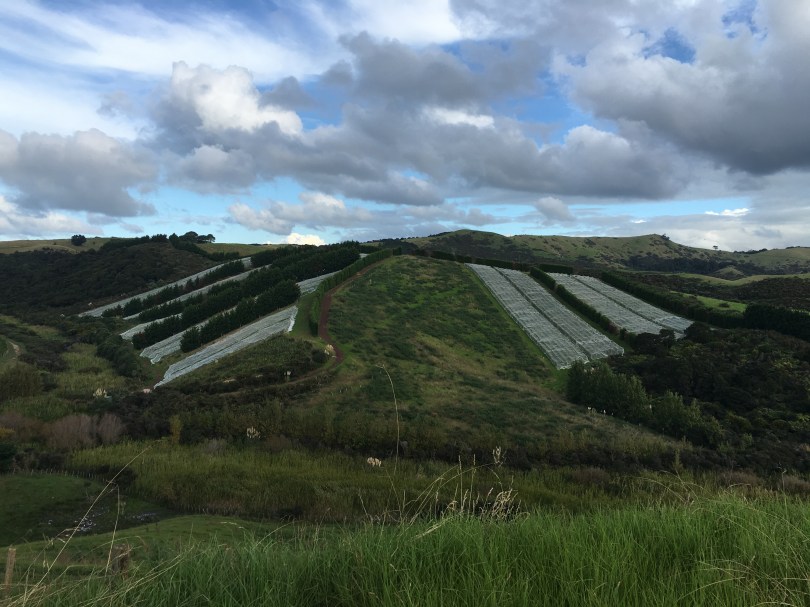 Waiheke Island hilly vines in New Zealand.