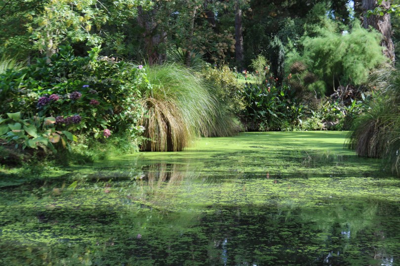 Shades of green in the garden at Pegasus Bay wines in New Zealand.