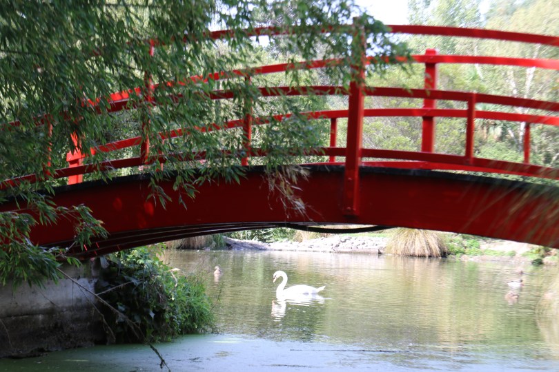 A white swan swims underneath a red bridge at Pegasus Bay in New Zealand.