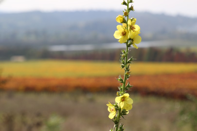 A yellow flower contrasts against the colourful vineyards at the Kingston Family Vineyards in the Chilean Casablanca Valley.