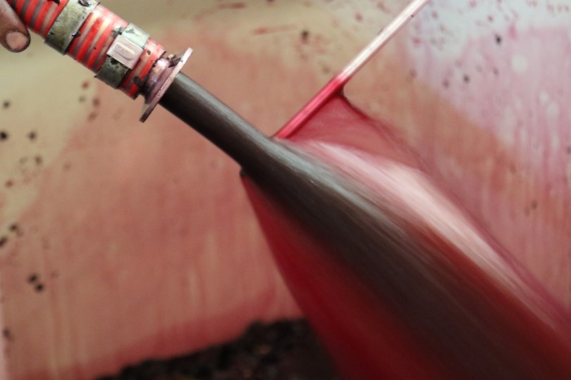 Taking the temperature of the red wine while it ferments in the Kingston Family Vineyards in the Casablanca Valley in Chile.