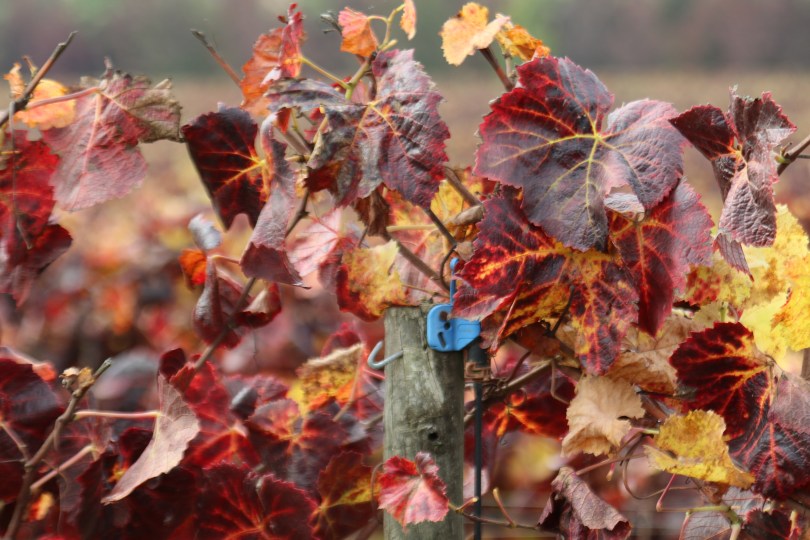 Vine leaves after harvesting at Kingston Family Vineyards in Chile.