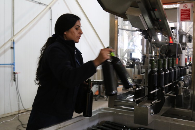 The Vina Koyle winery hard at work labelling the wine bottles.