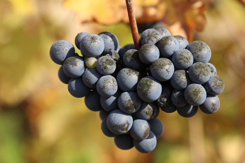 Grapes that missed the 2016 harvest at Vina Koyle at a Los Lingues vineyard in Chile.
