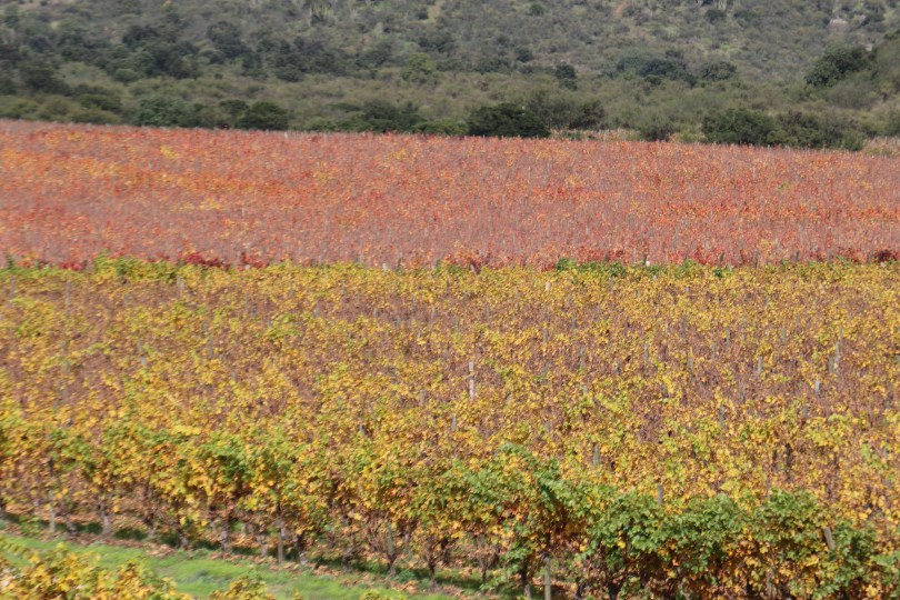 Different grape varieties are clear after harvesting due to the colour of the vine leaves.