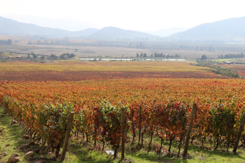 A view across the valley at the Vina Koyle vineyards at Los Lingues in Chile.