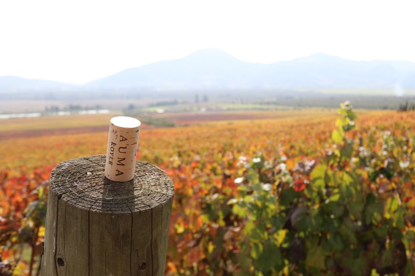 A Koyle wine cork in the Vina Koyle vineyard at Los Lingues in Alto Colchagua in Chile.
