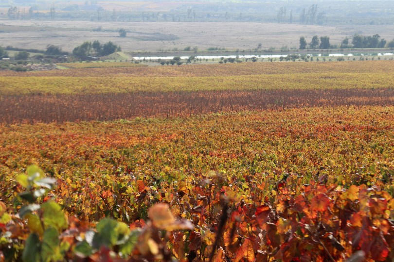 Yellow and brown vines marking the different varieties at Vina Koyle in Los Lingues, Chile.