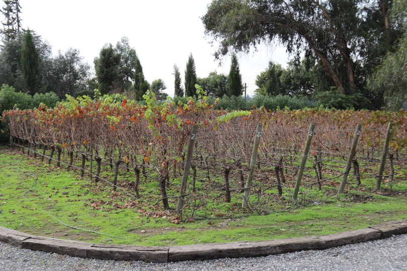 The garden vines at Caviahue Wines in Maipo Valley in Chile.