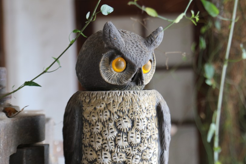 An owl overlooks the Hoops wine garden vines in Maipo Valley in Chile. From the around the world in 80 wines project.