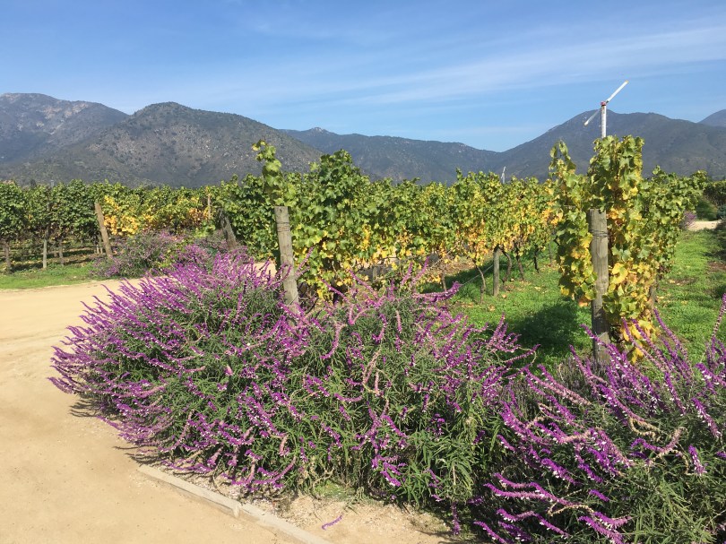 View of vineyards from Emiliana cellar door in the Casbalanca Valley in Chile.