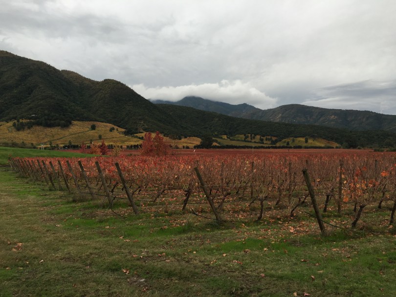 A view across the Montes Wines vineyard in Apalta in Chile.
