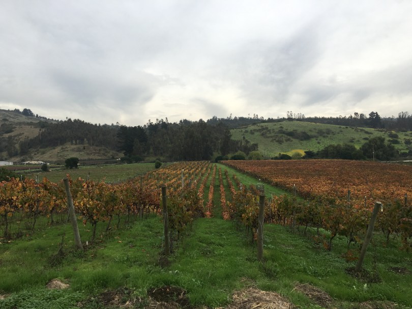 View of vineyards at Casa Marin in the San Antonio Valley in Chile.