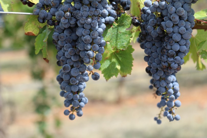 Cabernet Sauvignon grapes at Wynns Coonawarra Estate in Australia.